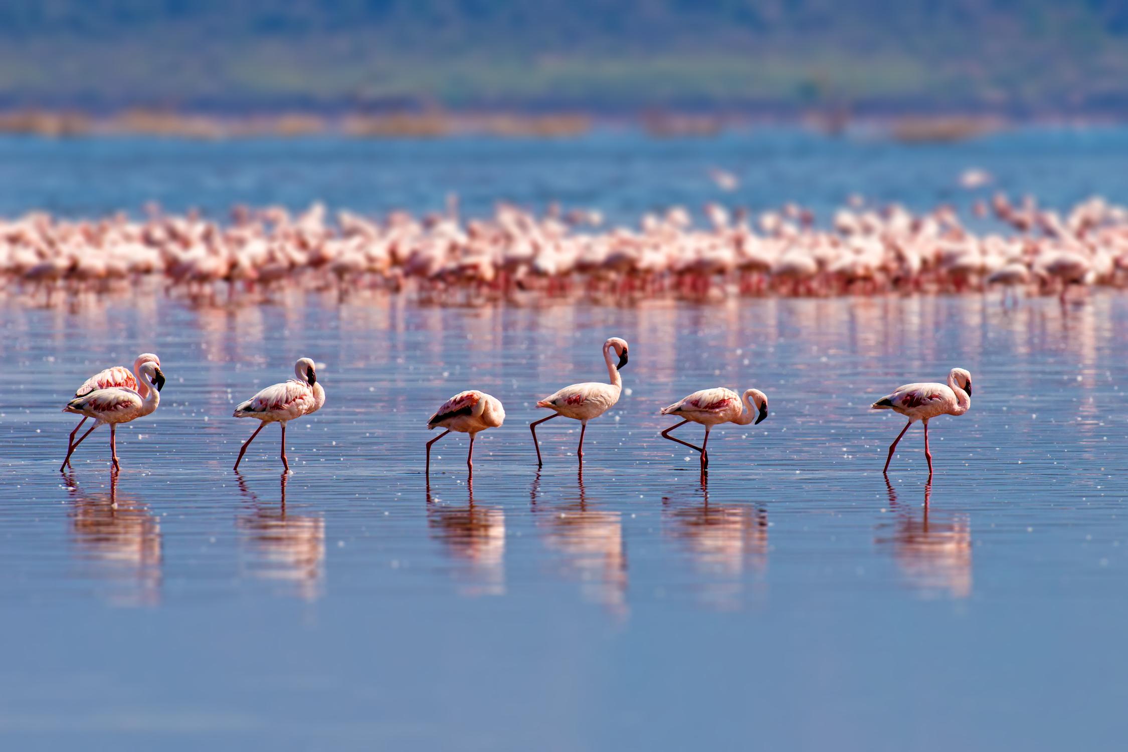 Lake Manyara Day Tour